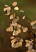 PETTIFERS  OXFORDSHIRE: SEED PODS OF LUNARIA ANNUA (HONESTY)