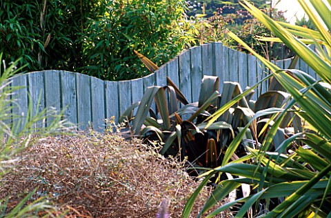 SEASIDE_GARDEN_BLUE_WOODEN_WAVE_SHAPED_FENCE_SURROUNDED_BY_PHORMIUM_PURPUREUM_AND_PHORMIUM_TENAX_VAR