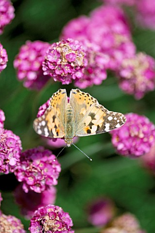 SEASIDE_GARDEN__GUERNSEY_PAINTED_LADY_BUTTERFLY_ON_THRIFT