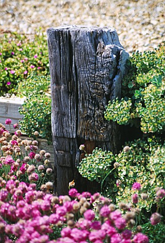 SEASIDE_GARDEN__GUERNSEY_A_WOODEN_GROYNE_WITH_THRIFT_GROWING_IN_FRONT