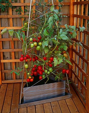 STAINLESS_STEEL_CONTAINER_ON_DECK_PATIO_PLANTED_WITH_TOMATO_PLUM_TITANIA_CONTAINER_BY_PRIVETT_GARDEN