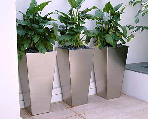 ROOF_TERRACE_WITH_THREE_METAL_CONTAINERS_PLANTED_WITH_ZANTEDESCHIA_AETHIOPICA_DESIGNER_AMIR_SCHLEZIN