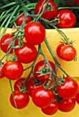 TOMATOES IN YELLOW PAINTED CONTAINER