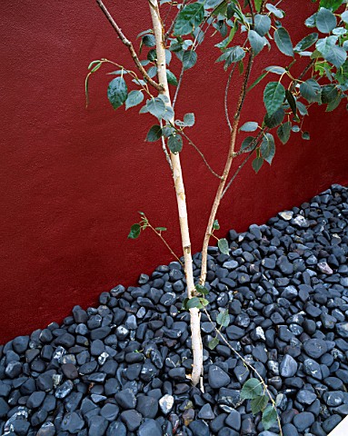 ROOF_TERRACE_DESIGNED_BY_WYNNIATT__HUSEY_CLARKE_RED_WALL__BLACK_COBBLES__AND_BETULA__UTILIS_JACQUEMO