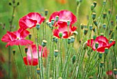 THE PRIORY  BEECH HILL  BERKSHIRE: ANNUAL POPPIES   (PAPAVER RHOEAS) IN THE PICKING BED