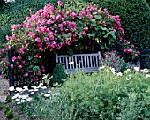 THE PRIORY  BEECH HILL  BERKSHIRE: WOODEN BENCH  WITH AMERICAN PILLAR ROSE TRAINED OVER TRELLIS  WHITE COSMOS AND YEW HEDGE