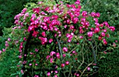 THE PRIORY  BEECH HILL  BERKSHIRE: AMERICAN PILLAR ROSE TRAINED OVER AN ARCH