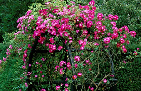 THE_PRIORY__BEECH_HILL__BERKSHIRE_AMERICAN_PILLAR_ROSE_TRAINED_OVER_AN_ARCH