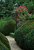 THE PRIORY  BEECH HILL  BERKSHIRE: YEW HEDGES AND WOODEN ARCH PLANTED WITH AN AMERICAN PILLAR ROSE