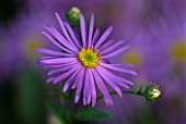 ASTER X FRIKARTII MONCH. THE PICTON GARDEN  WORCESTERSHIRE