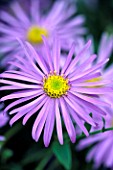 ASTER X FRIKARTII MONCH. THE PICTON GARDEN  WORCESTERSHIRE