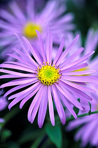 ASTER_X_FRIKARTII_MONCH_THE_PICTON_GARDEN__WORCESTERSHIRE