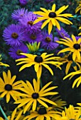 RUDBECKIA DEAMII AND ASTER BARRS PURPLE. THE PICTON GARDEN  WORCESTERSHIRE