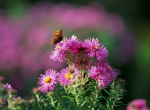COMMA_OR_TATTY_TORTOISESHELL_ON_ASTER_NOVAEANGLIAE_SAYERS_CROFT_THE_PICTON_GARDEN__WORCESTERSHIRE