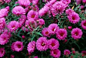 ASTER LYE END BEAUTY. THE PICTON GARDEN  WORCESTERSHIRE