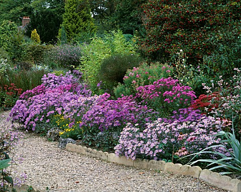 COLOURFUL_BORDER_OF_ASTERS_MICHAELMAS_DIASISES_AT_THE_PICTON_GARDEN__WORCESTERSHIRE