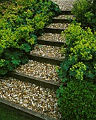 GRAVEL AND SLEEPER PATH SURROUNDED BY ALCHEMILLA MOLLIS AT THE FOVANT HUT  WILTSHIRE