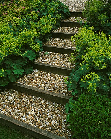 GRAVEL_AND_SLEEPER_PATH_SURROUNDED_BY_ALCHEMILLA_MOLLIS_AT_THE_FOVANT_HUT__WILTSHIRE