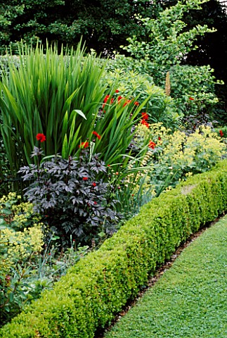 VIEW_ALONG_THE_HOT_WALK_WITH_BOX_HEDGING__DAHLIA_BISHOP_OF_LLANDAFF__CROCOSMIA_LUCIFER_AND_ALCHEMILL