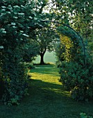 EARLY MORNING VIEW THROUGH PERGOLA TO ASH TREE: ON THE LEFT IS WILD ELDER. THE FOVANT HUT  WILTSHIRE