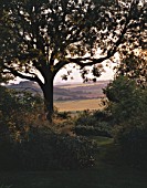 EARLY MORNING VIEW FROM THE DECK OF THE DOWNS FRAMED BY AN ASH TREE. THE FOVANT HUT  WILTSHIRE