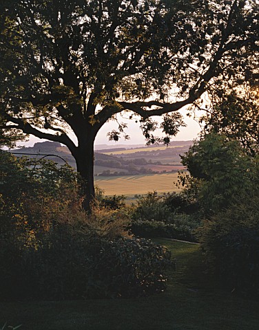 EARLY_MORNING_VIEW_FROM_THE_DECK_OF_THE_DOWNS_FRAMED_BY_AN_ASH_TREE_THE_FOVANT_HUT__WILTSHIRE