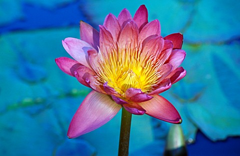 TROPICAL_WATERLILY_NYMPHAEA_AFTERGLOW