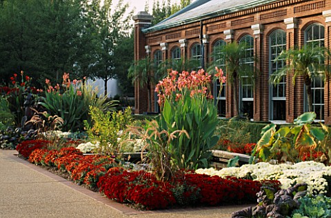 MISSOURI_BOTANICAL_GARDEN__ST_LOUIS__USA_CANNAS_AND_CHRYSANTHEMUMS_IN_THE_FALL_IN_THE_SWIFT_FAMILY_G