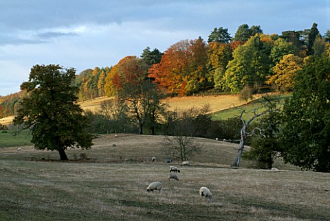 THE_ARLEY_ARBORETUM__WORCESTERSHIRE__IN_AUTUMN_THE_ARBORETUM_SEEN_FROM_THE_SEVERN_VALLEY_RAILWAY