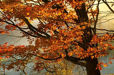 ARLEY_ARBORETUM__WORCESTERSHIRE_EVENING_LIGHT_SHINING_THROUGH_THE_BRANCHES_OF_A_RED_OAK_QUERCUS_RUBR