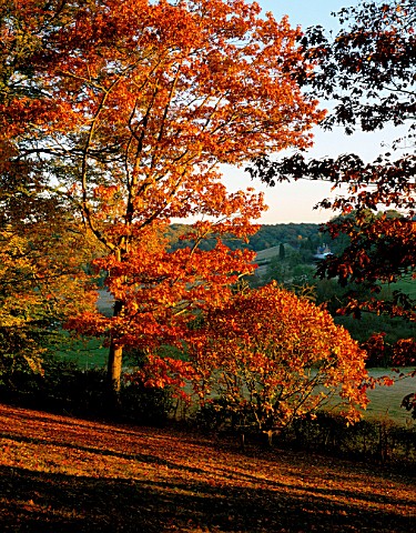 ARLEY_ARBORETUM__WORCESTERSHIRE_EVENING_LIGHT_SHINING_ON_A_RED_OAK_QUERCUS_RUBRA__A_CHESTNUT_LEAFED_
