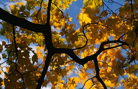 WIND_BLOWN_LEAVES_ON_AUTUMN_TREE_AT_THE_CHELSEA_PHYSIC_GARDEN__LONDON