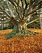 ARLEY ARBORETUM  WORCESTERSHIRE: TRUNK AND LEAVES OF A BEECH TREE IN AUTUMN