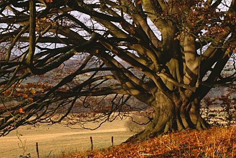 ARLEY_ARBORETUM__WORCESTERSHIRE_A_MAGNIFICENT_BEECH_TREE_IN_AUTUMN