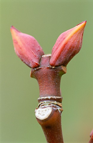 PETTIFERS__OXFORDSHIRE_EMERGING_BUDS_OF_STAPHYLEA_COLCHICA
