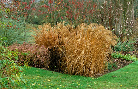 PETTIFERS__OXFORDSHIRE_BORDER_IN_WINTER_WITH_MISCANTHUS_FLAMINGO_AND_ASTER_LADY_IN_BLACK