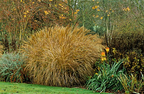 PETTIFERS__OXFORDSHIRE_THE_AUTUMN_BORDER_IN_WINTER_WITH_KNIPHOFIA_ROOPERI__MISCANTHUS_YAKUSHIMA_DWAR