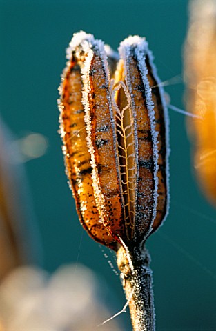 PETTIFERS__OXFORDSHIRE_FROSTED_SEED_POD_OF_LILIUM_REGALE