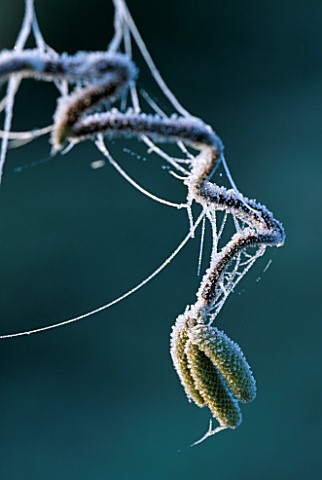 PETTIFERS__OXFORDSHIRE_FROSTED_CATKINS_AND_STEM_OF_THE_CONTORTED_HAZEL__CORYLUS_AVELLANA_CONTORTA