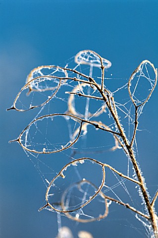 PETTIFERS__OXFORDSHIRE_FROSTED_SEED_CASES_OF_LUNARIA_ANNUA