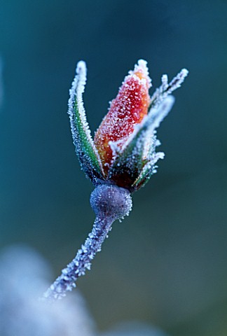 PETTIFERS__OXFORDSHIRE_FROSTED_FLOWER_OF_ROSE_MRS_OAKLEY_FISHER