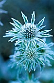 PETTIFERS  OXFORDSHIRE: FROSTED FLOWER OF ERYNGIUM BOURGATII