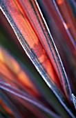 PETTIFERS  OXFORDSHIRE: A FROSTED PHORMIUM