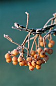 PETTIFERS  OXFORDSHIRE: THE FROSTED FRUITS OF SORBUS VILMORINII