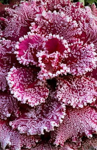 OXFORD_BOTANIC_GARDEN_FROSTED_CABBAGE