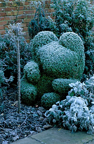 WEST_GREEN_HOUSE_GARDEN__HAMPSHIRE_CLIPPED_BOX_TOPIARY_TEDDY_BEAR_IN_THE_ALICE_IN_WONDERLAND_GARDEN_