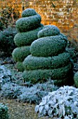 WEST GREEN HOUSE GARDEN  HAMPSHIRE: CLIPPED BOX TOPIARY SPIRALS IN THE ALICE IN WONDERLAND GARDEN IN FROST IN WINTER