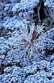 WEST GREEN HOUSE GARDEN  HAMPSHIRE: FROSTED ALLIUM SEEDHEAD IN THE WALLED GARDEN