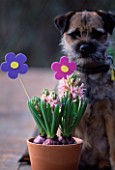 WOODEN TABLE WITH TERRACOTTA CONTAINERS PLANTED WITH HYACINTHS AND FOAM FLOWERS WITH DOG BEHIND. DESIGNER: CLARE MATTHEWS
