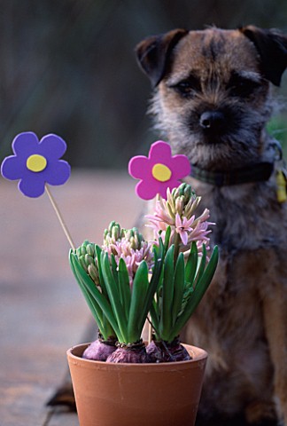 WOODEN_TABLE_WITH_TERRACOTTA_CONTAINERS_PLANTED_WITH_HYACINTHS_AND_FOAM_FLOWERS_WITH_DOG_BEHIND_DESI